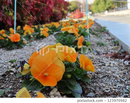 橘色三色堇 123970982