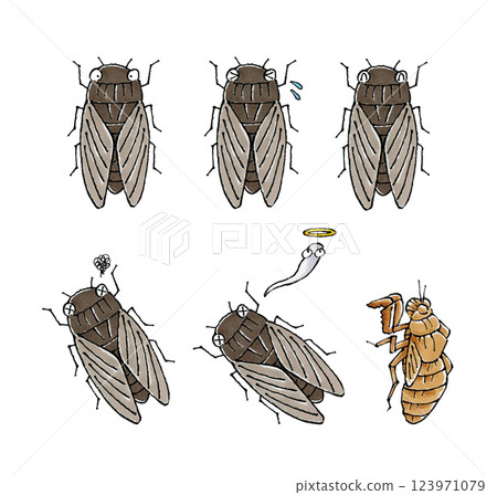 Cicada set 123971079