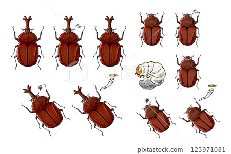 Beetle set (male, female, larva) Beetle set (male, female, larva) 123971081