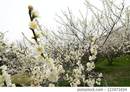 Safuri Pond Plum Festival 123971694
