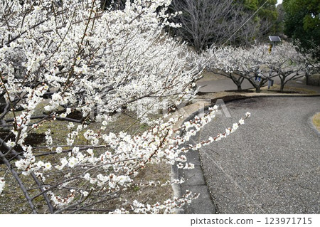 薩芙利池梅節 123971715