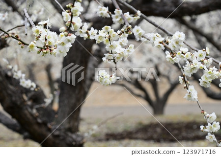 Safuri Pond Plum Festival 123971716