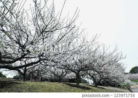 Safuri Pond Plum Festival 123971738