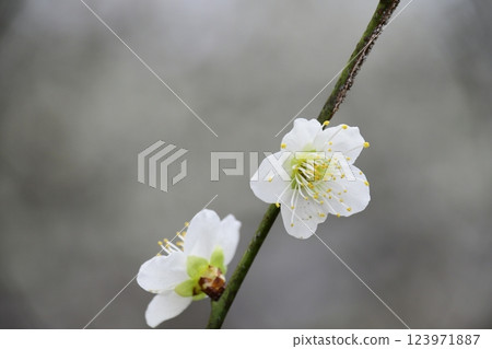 Safuri Pond Plum Festival (Blurred background) 123971887