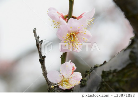 沙夫利池梅花節(虛化背景) 沙夫利池梅花節(虛化背景) 123971888