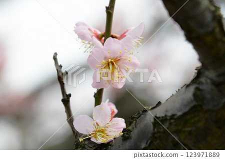 沙夫利池梅花節(虛化背景) 沙夫利池梅花節(虛化背景) 123971889