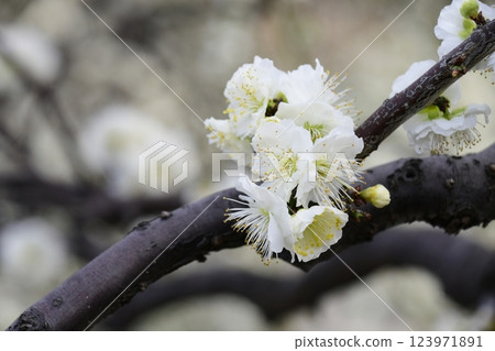 Safuri Pond Plum Festival (Blurred background) Safuri Pond Plum Festival (Blurred background) 123971891
