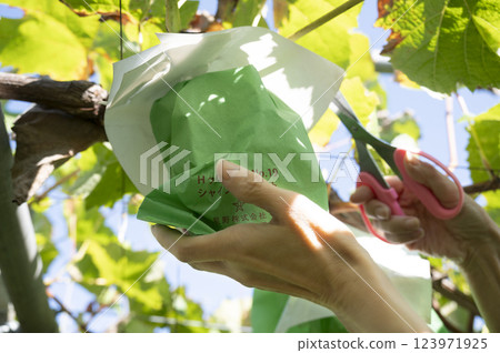 Autumn is in season Shine Muscat hunting 123971925