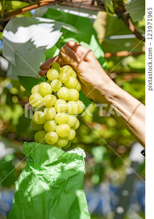 Autumn is in season Shine Muscat hunting 123971965