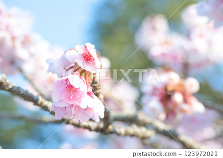 Atami cherry blossoms herald the arrival of spring Atami cherry blossoms herald the arrival of spring 123972021