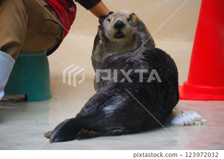 Sea otter in Toba Aquarium Sea otter in Toba Aquarium 123972032