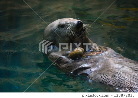 Sea otter in Toba Aquarium 123972033