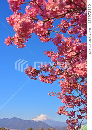 Kawazu cherry blossoms and Mt. Fuji, Matsuda Town, Kanagawa Prefecture 123972160