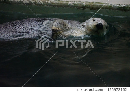 鳥羽水族館的海獺 123972162