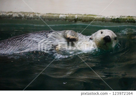 Sea otter in Toba Aquarium Sea otter in Toba Aquarium 123972164