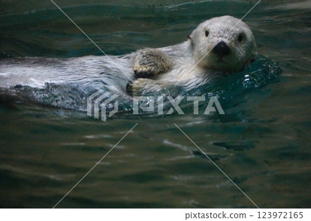 Sea otter in Toba Aquarium Sea otter in Toba Aquarium 123972165