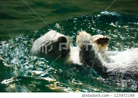 Sea otter in Toba Aquarium Sea otter in Toba Aquarium 123972166