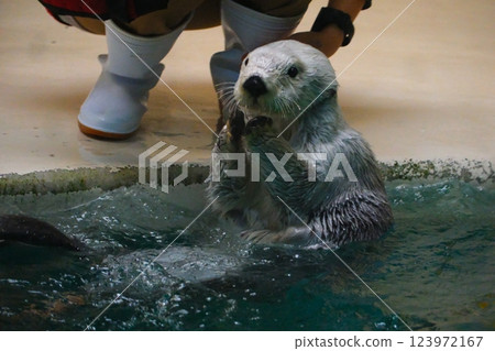 Sea otter in Toba Aquarium Sea otter in Toba Aquarium 123972167