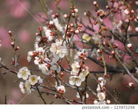 White plum blossoms herald the arrival of spring (red plum blossoms in the background) White plum blossoms herald the arrival of spring (red plum blossoms in the background) 123972298
