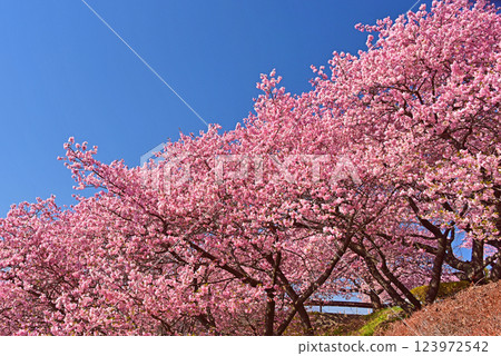 Kawazu cherry blossoms in full bloom, Matsuda Town, Kanagawa Prefecture 123972542