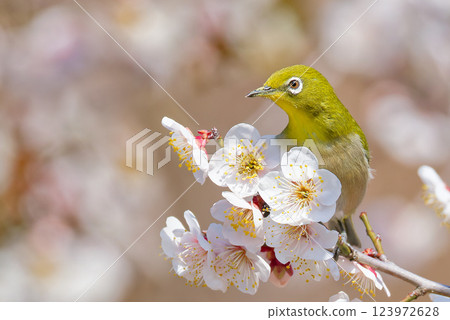 一隻繡眼鳥棲息在盛開的白梅花上 123972628