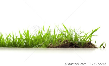 Fresh Spring Green Grass Isolated on White Background. 123972784