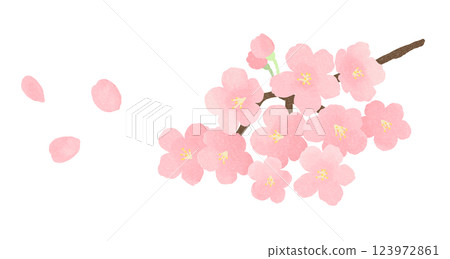 Cherry blossoms and flower petals 123972861