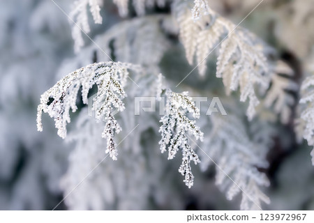 Frost-Covered Evergreen Branches in Winter Wonderland Close-Up 123972967