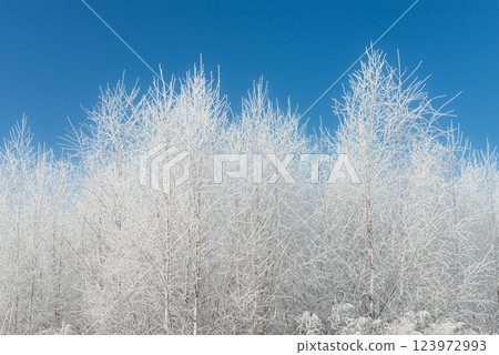 Frost-Covered Birch Forest Under a Clear Blue Winter Sky Frost-Covered Birch Forest Under a Clear Blue Winter Sky 123972993