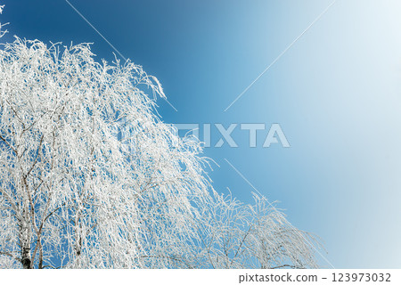 A high-resolution image of a frost-covered birch tree with delicate ice crystals shimmering  123973032