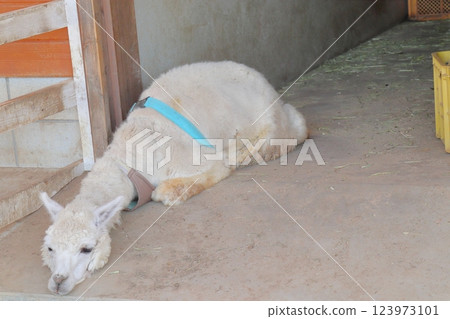 躺在沙灘上的白羊駝 123973101