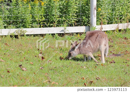 Small kangaroo in the grass Small kangaroo in the grass 123973113