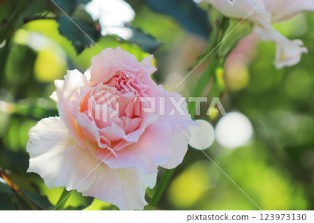 Pink Rose La Marie Pink Rose La Marie 123973130
