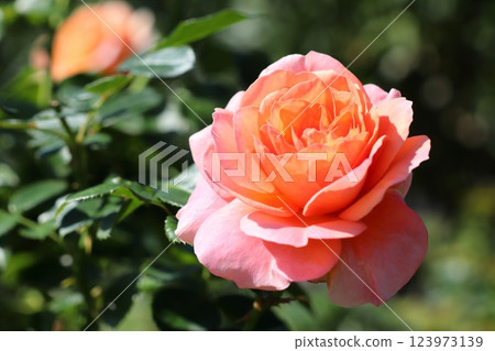 粉紅玫瑰 Sangerhauser Ubilaeum Rose 粉紅玫瑰 Sangerhauser Ubilaeum Rose 123973139