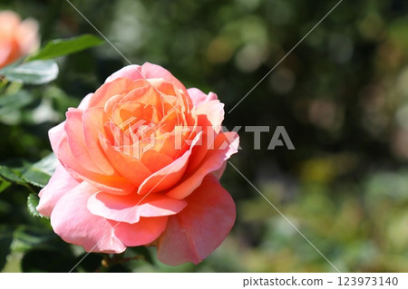粉紅玫瑰 Sangerhauser Ubilaeum Rose 粉紅玫瑰 Sangerhauser Ubilaeum Rose 123973140