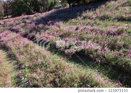 山坡上的大波斯菊田 山坡上的大波斯菊田 123973155