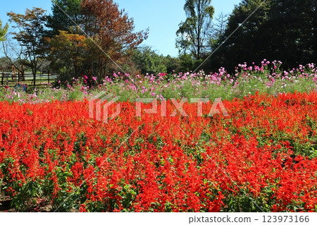 Bright red salvia and cosmos flower fields Bright red salvia and cosmos flower fields 123973166