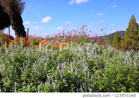 Salvia farinaceastrata flower field 123973168