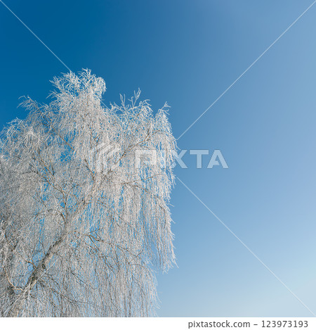 Frost-Covered Birch Tree Against a Vivid Blue Winter Sk Frost-Covered Birch Tree Against a Vivid Blue Winter Sk 123973193