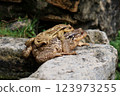 Common Toads in Mating Position on a Rock 123973255