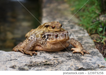 Close-Up of Mating Toads in Natural Habitat Close-Up of Mating Toads in Natural Habitat 123973256