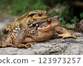 Mating Toads Resting on a Rock in the Wild 123973257
