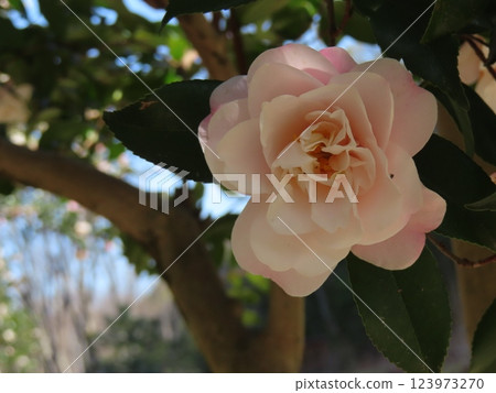 茶花 123973270