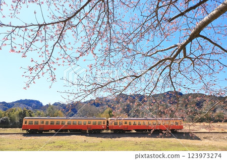 Kominato Railway "Freshly blooming Kawazu cherry blossoms and train" against a blue sky background 123973274