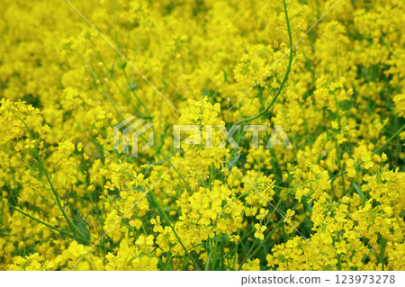 春天油菜花田的到來 春天油菜花田的到來 123973278