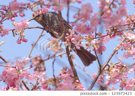 Kawazu cherry blossoms and brown-eared bulbul 1 Kawazu cherry blossoms and brown-eared bulbul 1 123973423