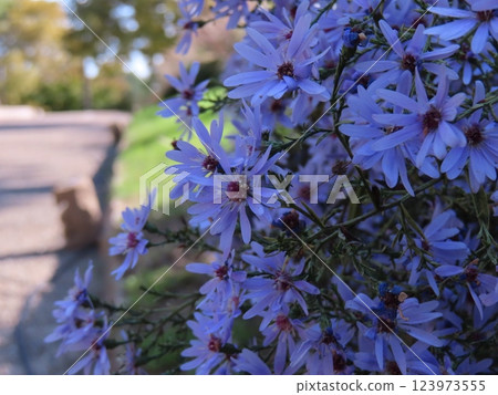 阿斯特 阿斯特 123973555