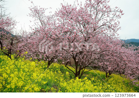 Kawazu cherry blossoms to announce the arrival of spring 123973664