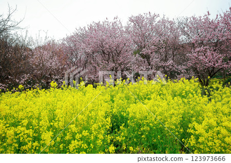 Kawazu cherry blossoms to announce the arrival of spring Kawazu cherry blossoms to announce the arrival of spring 123973666
