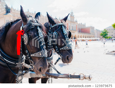 Black Horses with Ornate Harnesses Pulling a Carriage in the historic Market Square in Krakow, Poland Black Horses with Ornate Harnesses Pulling a Carriage in the historic Market Square in Krakow, Poland 123973675